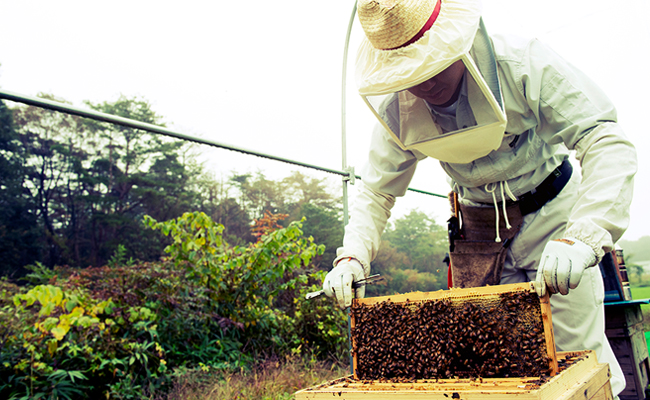 蜂蜜の採取の様子
